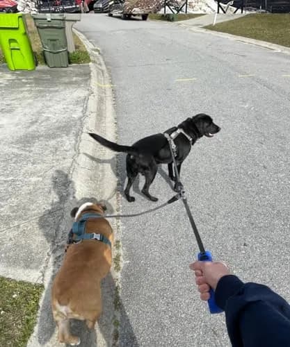 Mycicy Heavy Duty Double Dog Leash Coupler for Two Large Dogs | Tangle-Free 33" Extension thumbnail 6