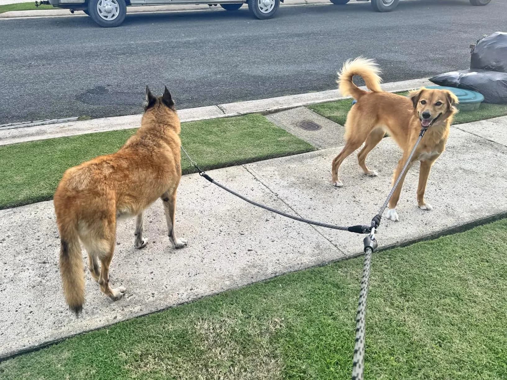 Mycicy Heavy Duty Double Dog Leash Coupler for Two Large Dogs | Tangle-Free 33" Extension - view 4