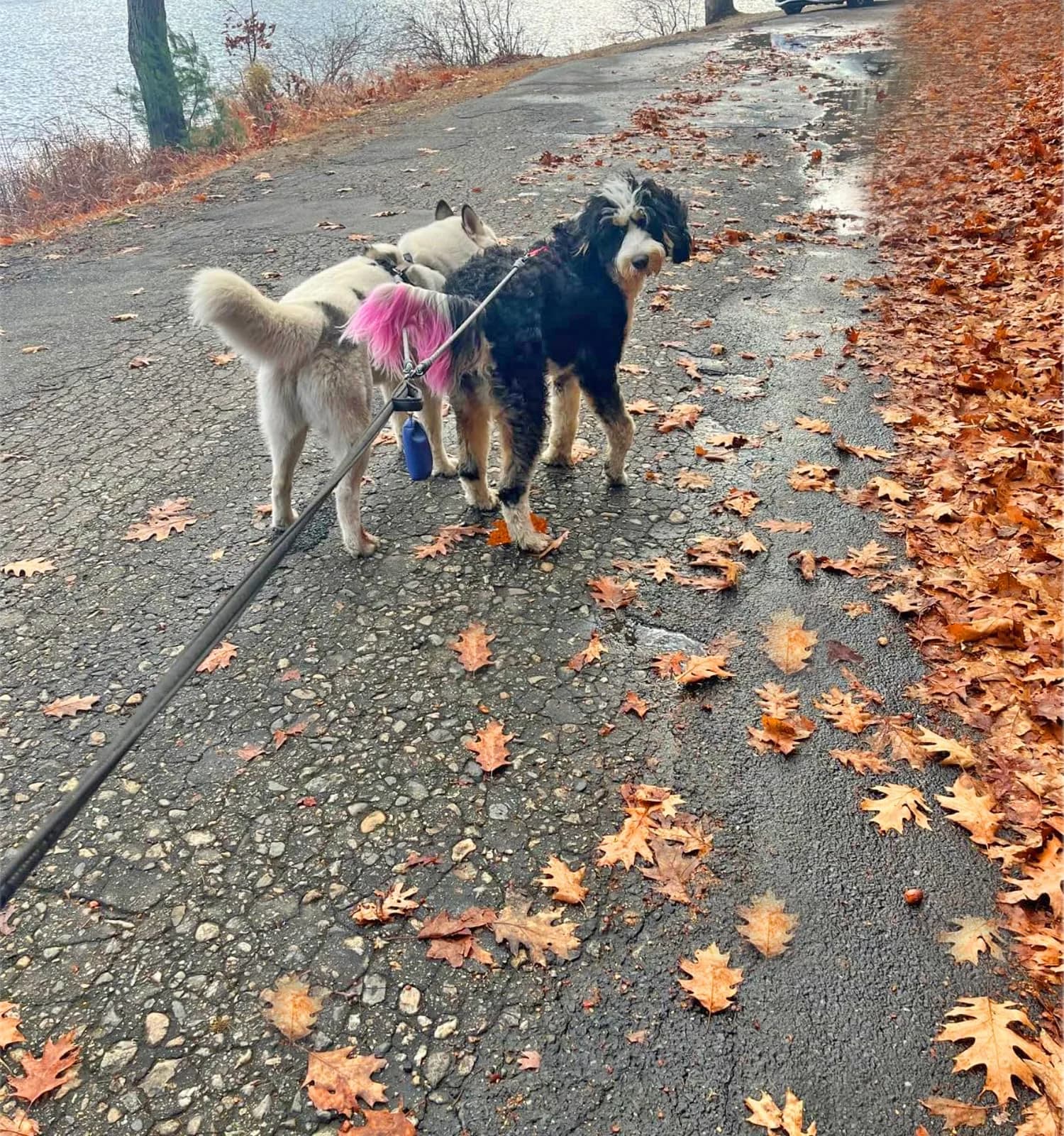 Mycicy Pinkblue Double Dog Leash Coupler 1.27cm (1/2") D x 83.82cm (33") L | Tangle-Free Dual Lead for Large Dogs - view 7