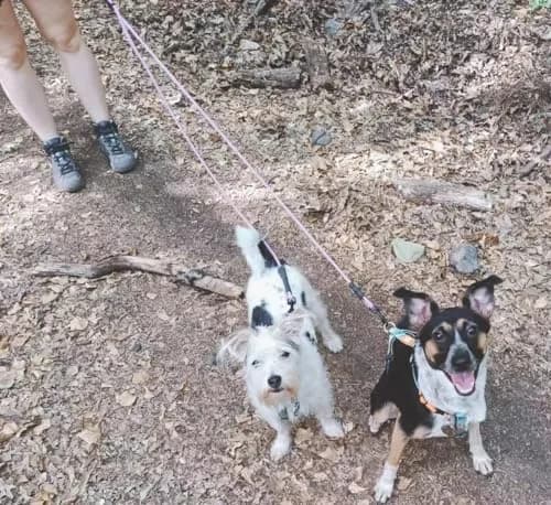 Mycicy Double Dog Leash Coupler 1/3" (0.84cm) x 33" (83.82cm) | Tangle-Free Dual Dog Lead Splitter for Small-Medium Dogs thumbnail 7