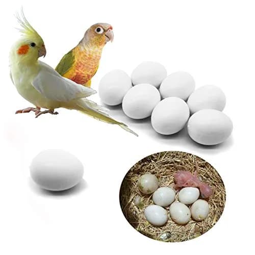 FOIBURELY Solid Parrot Plastic Eggs 8 Pcs | 26mm (1") x 21mm (0.83") thumbnail 1