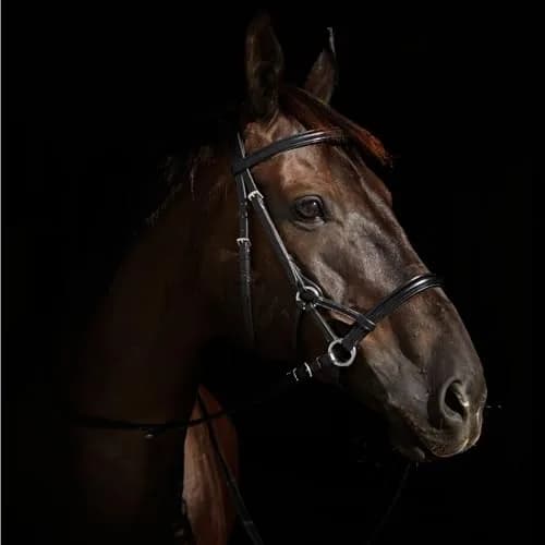 HORZE Denver Soft Leather Side Pull Bitless Bridle for Horses | Web Reins Included - Black - Warmblood thumbnail 4