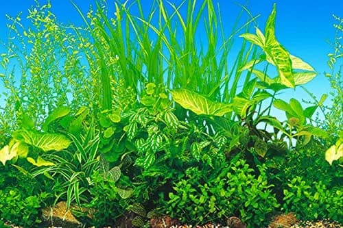 ELEBOX Fish Tank Background Paper 20" x 48" | Colorful Seaweed Water Plants Aquarium Decor thumbnail 2