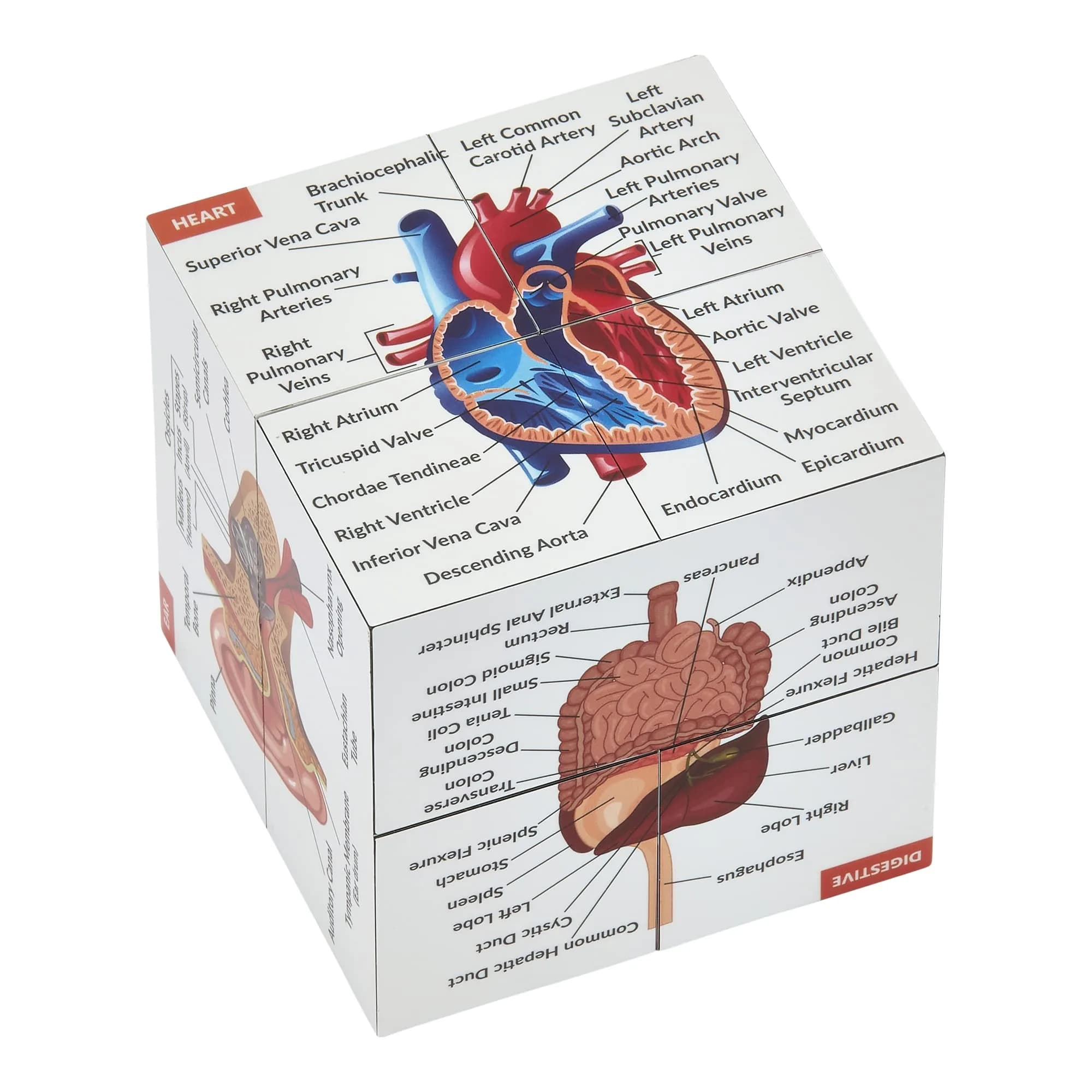 Kits of Medicine Human Anatomy Study Cube | 7cm Cube with 9 Body Parts | Revision Guide for Medical Students - main product image