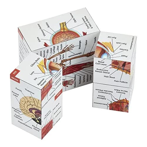 Kits of Medicine Human Anatomy Study Cube | 7cm Cube with 9 Body Parts | Revision Guide for Medical Students thumbnail 4