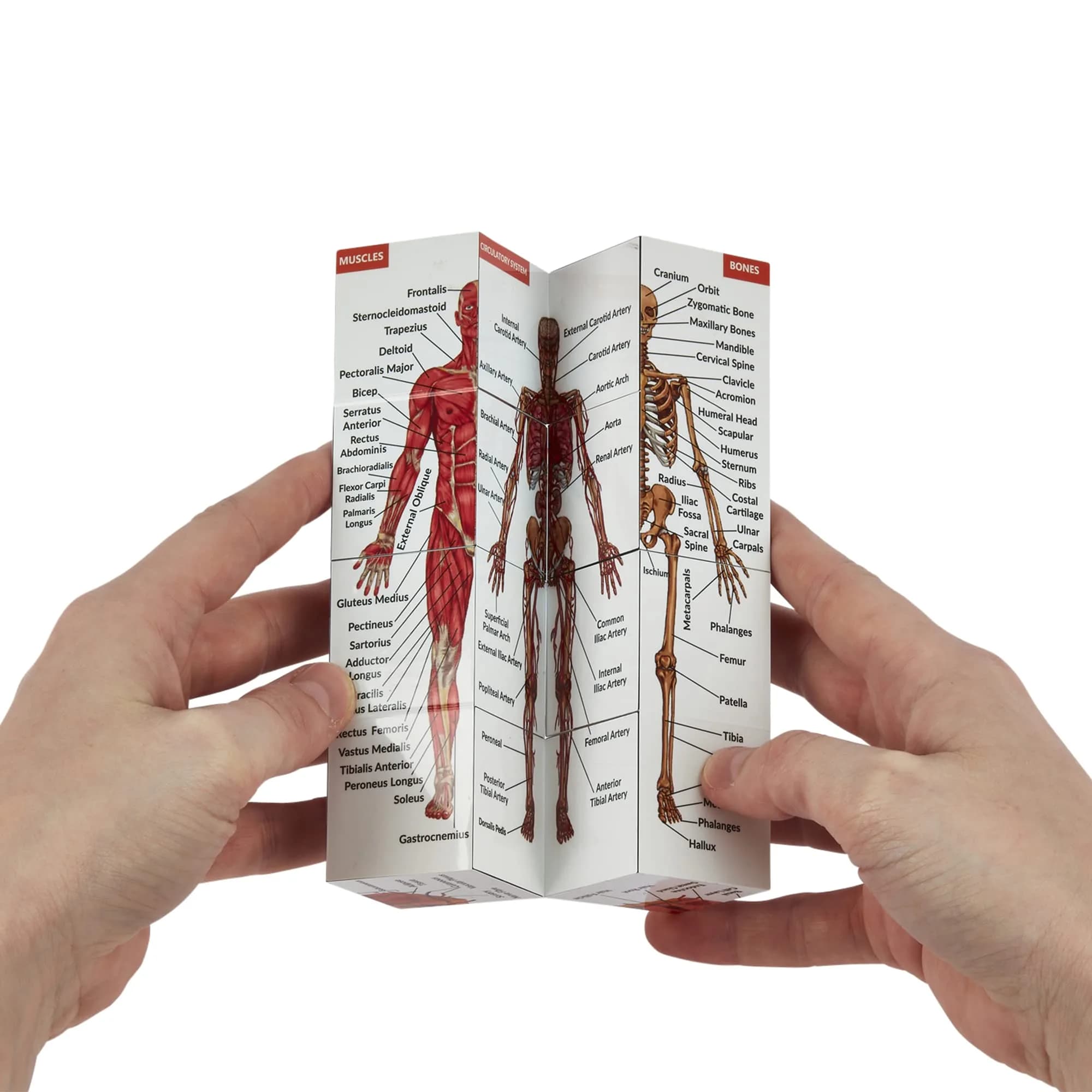 Kits of Medicine Human Anatomy Study Cube | 7cm Cube with 9 Body Parts | Revision Guide for Medical Students - view 5