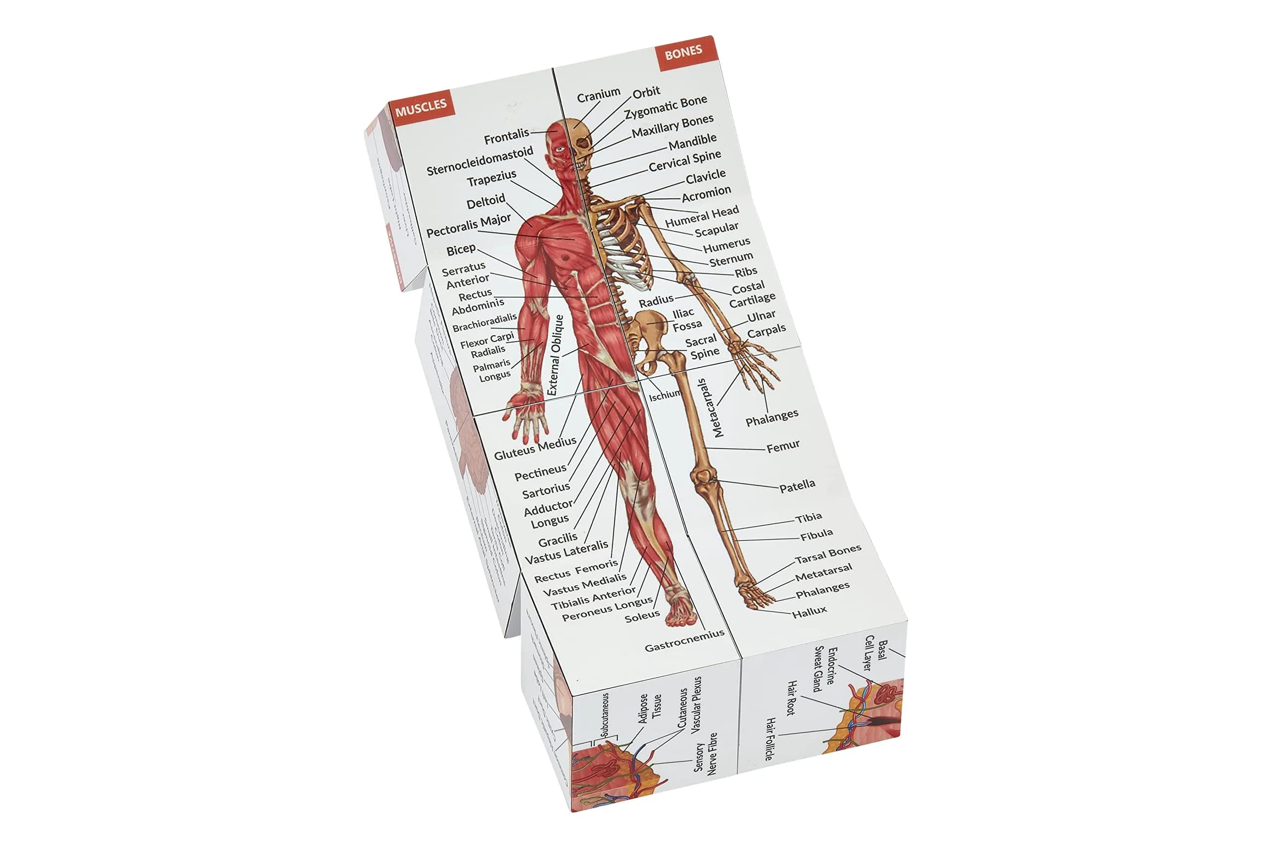 Kits of Medicine Human Anatomy Study Cube | 7cm Cube with 9 Body Parts | Revision Guide for Medical Students - view 6