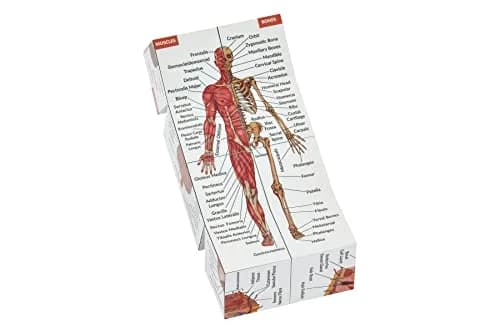 Kits of Medicine Human Anatomy Study Cube | 7cm Cube with 9 Body Parts | Revision Guide for Medical Students thumbnail 6