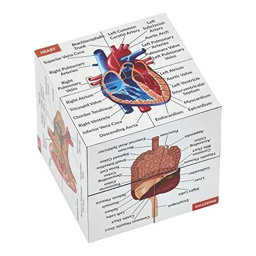 Kits of Medicine Human Anatomy Study Cube | 7cm Cube with 9 Body Parts | Revision Guide for Medical Students thumbnail 1