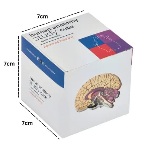 Kits of Medicine Human Anatomy Study Cube | 7cm Cube with 9 Body Parts | Revision Guide for Medical Students thumbnail 2