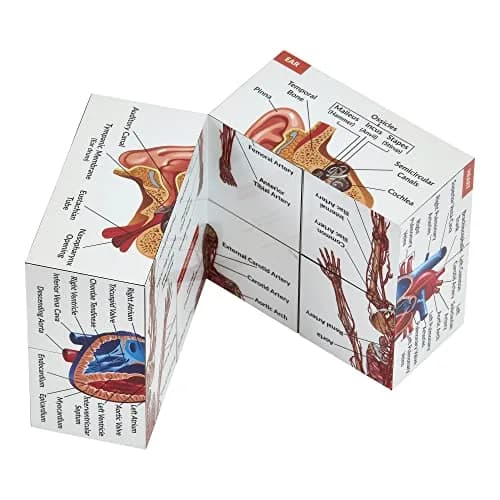 Kits of Medicine Human Anatomy Study Cube | 7cm Cube with 9 Body Parts | Revision Guide for Medical Students thumbnail 3