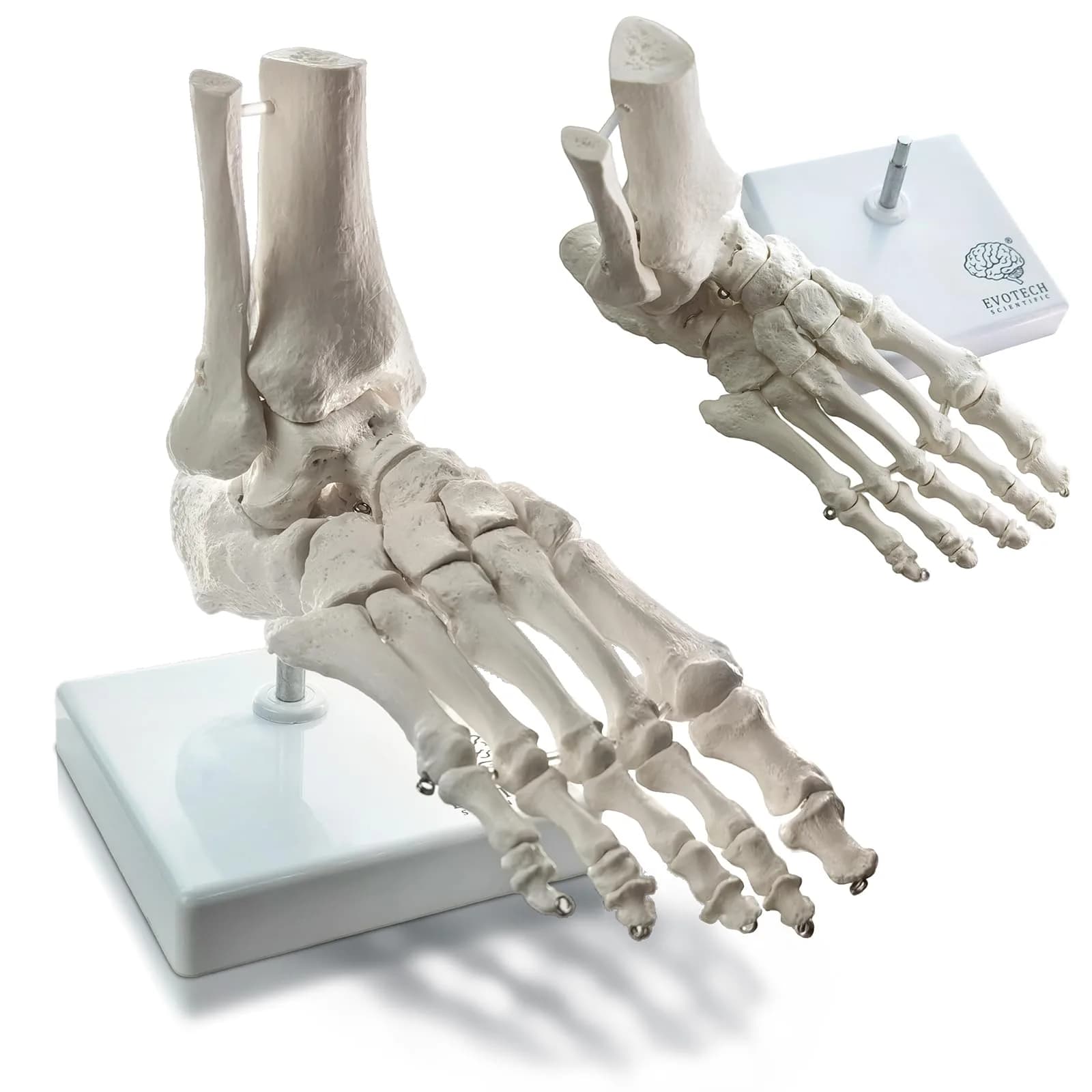 EVOTECH SCIENTIFIC Human Foot and Ankle Model | Life Size Medical Skeleton for Study & Demonstration