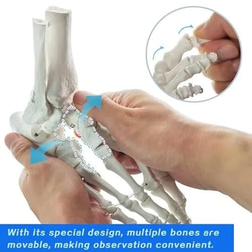 EVOTECH SCIENTIFIC Human Foot and Ankle Model | Life Size Medical Skeleton for Study & Demonstration thumbnail 4