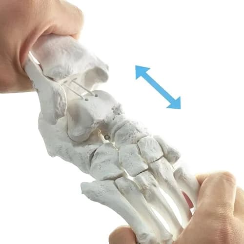EVOTECH SCIENTIFIC Human Foot and Ankle Model | Life Size Medical Skeleton for Study & Demonstration thumbnail 5