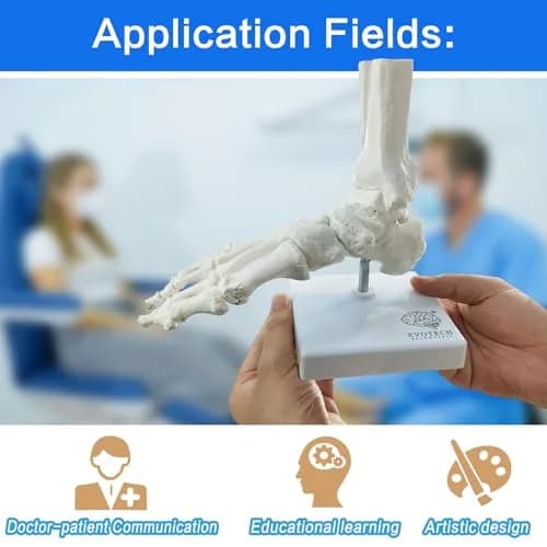 EVOTECH SCIENTIFIC Human Foot and Ankle Model | Life Size Medical Skeleton for Study & Demonstration thumbnail 6
