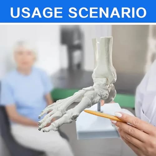 EVOTECH SCIENTIFIC Human Foot and Ankle Model | Life Size Medical Skeleton for Study & Demonstration thumbnail 7