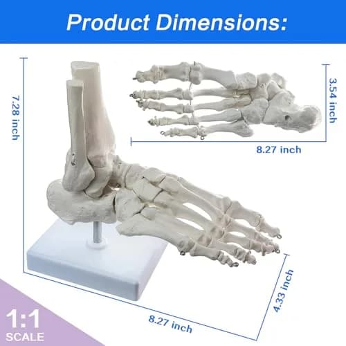 EVOTECH SCIENTIFIC Human Foot and Ankle Model | Life Size Medical Skeleton for Study & Demonstration thumbnail 2