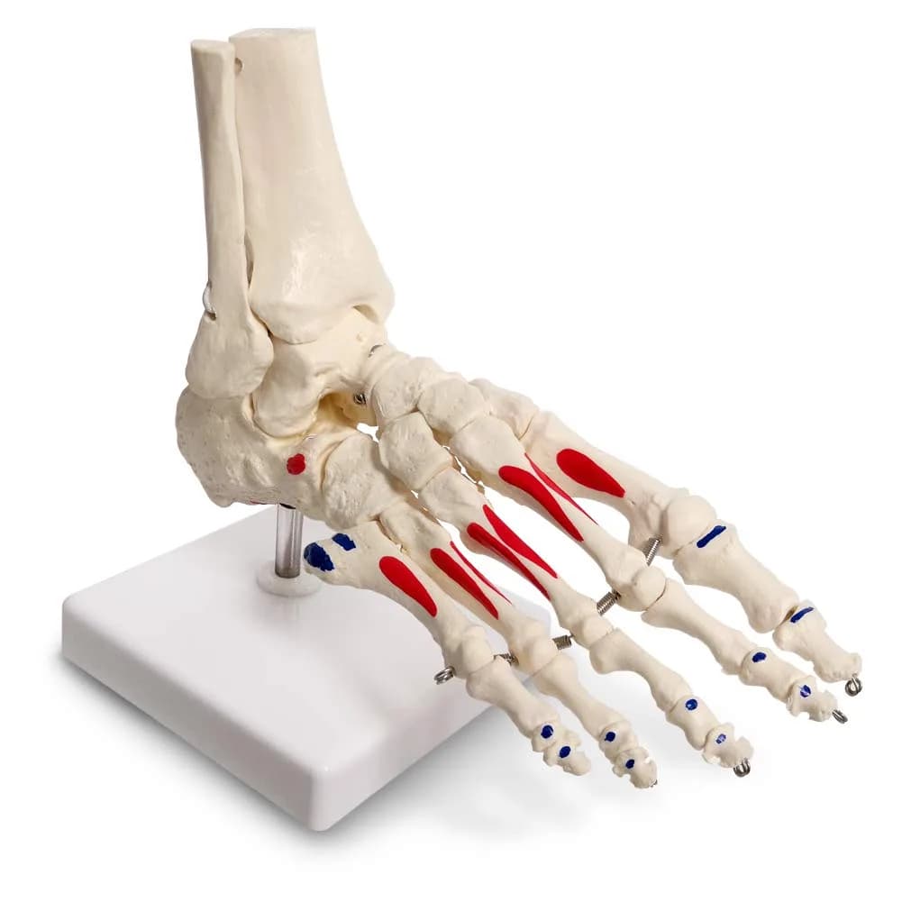 EVOTECH SCIENTIFIC Life Size Human Foot and Ankle Model with Muscle Origin & Insertions Painted | Anatomical Study Tool