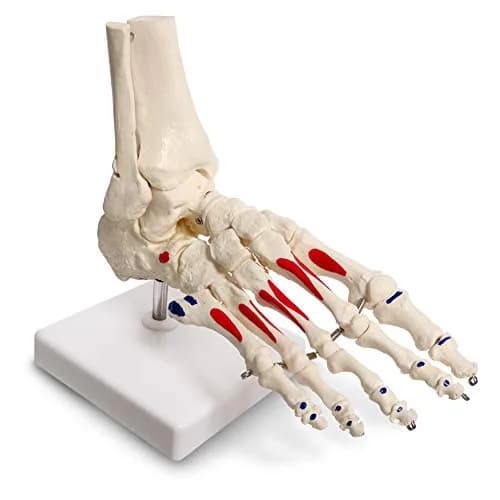 EVOTECH SCIENTIFIC Life Size Human Foot and Ankle Model with Muscle Origin & Insertions Painted | Anatomical Study Tool thumbnail 1