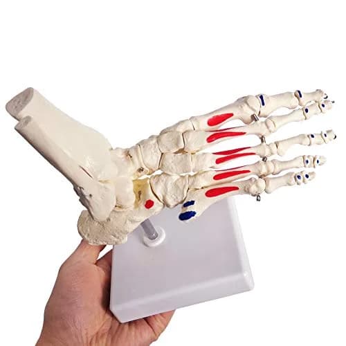 EVOTECH SCIENTIFIC Life Size Human Foot and Ankle Model with Muscle Origin & Insertions Painted | Anatomical Study Tool thumbnail 5