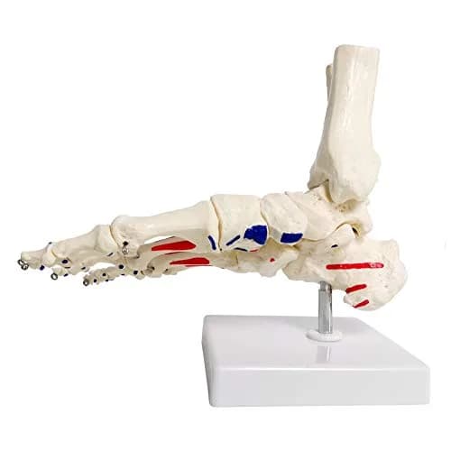 EVOTECH SCIENTIFIC Life Size Human Foot and Ankle Model with Muscle Origin & Insertions Painted | Anatomical Study Tool thumbnail 2