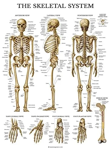 Palace Learning 3 Pack - Muscle + Skeleton + Dermatomes Anatomy Posters - Laminated - 18" x 24" | Anatomical Charts for Education thumbnail 4