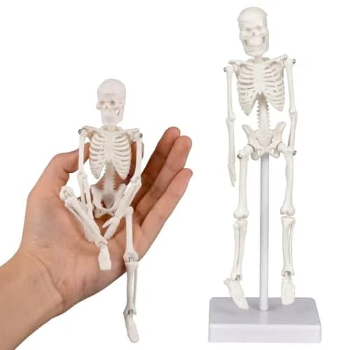 Ultrassist Human Skeleton Model, 7.8" Anatomy Skeleton Figure, Movable Joints, Teaching & Decor thumbnail 1