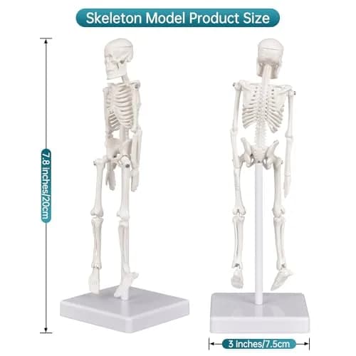 Ultrassist Human Skeleton Model, 7.8" Anatomy Skeleton Figure, Movable Joints, Teaching & Decor thumbnail 2