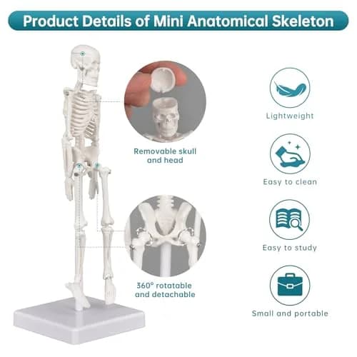 Ultrassist Human Skeleton Model, 7.8" Anatomy Skeleton Figure, Movable Joints, Teaching & Decor thumbnail 3