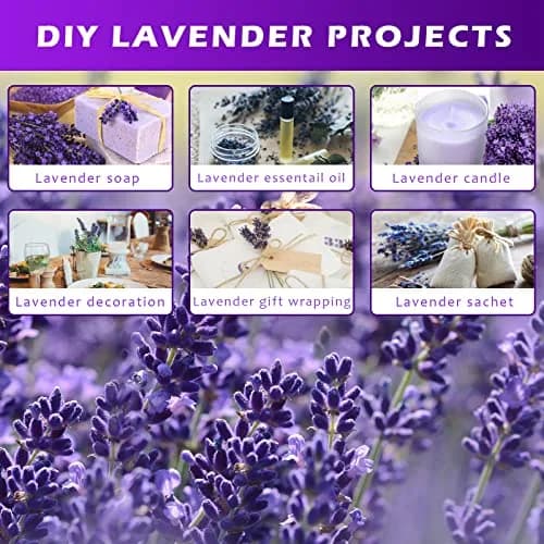 Uieke Natural Dried Lavender Bundles | 280-300 Stems, 180g/6.35oz, Aromatic & Long-Lasting thumbnail 7