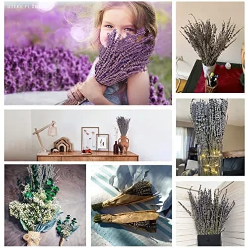 Uieke Natural Dried Lavender Bundles | 280-300 Stems, 180g/6.35oz, Aromatic & Long-Lasting thumbnail 3
