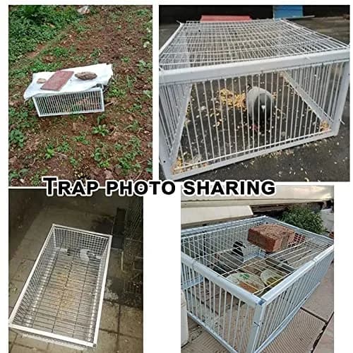 SRRPSPIGEON Pigeon Loft Door 30 cm (12 in) | One-Way Entry for Pigeon Lofts thumbnail 8