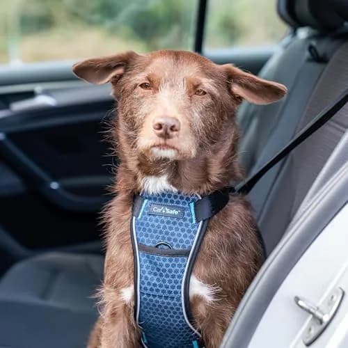 Carsafe Crash Tested Dog Safety Harness Size S | Certified Up to 32kg/70lbs, Reflective & Breathable thumbnail 2