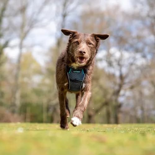 Carsafe Crash Tested Dog Safety Harness Size S | Certified Up to 32kg/70lbs, Reflective & Breathable thumbnail 3
