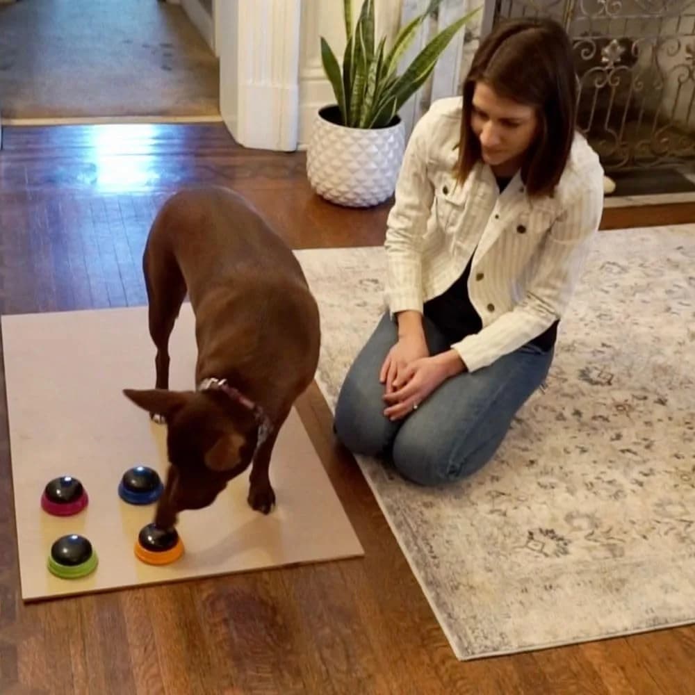 Hunger for Words Talking Pet Starter Set - Dog Buttons for Communication, 4 Recordable Buttons | Developed by Speech Therapist Christina Hunger - view 5