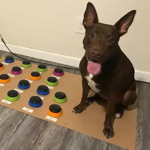 Hunger for Words Talking Pet Starter Set - Dog Buttons for Communication, 4 Recordable Buttons | Developed by Speech Therapist Christina Hunger thumbnail 4