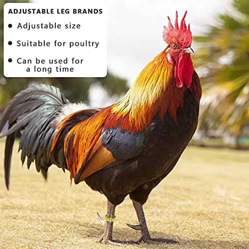 Shappy 120 Pcs Adjustable Chicken Leg Bands Numbered 1-120, 6 Colors | Bulk Farm Management & Wire Organizing thumbnail 5