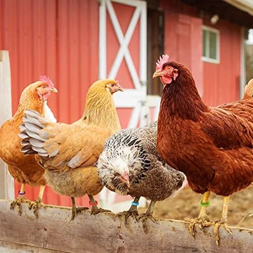 Shappy 120 Pcs Adjustable Chicken Leg Bands Numbered 1-120, 6 Colors | Bulk Farm Management & Wire Organizing thumbnail 3