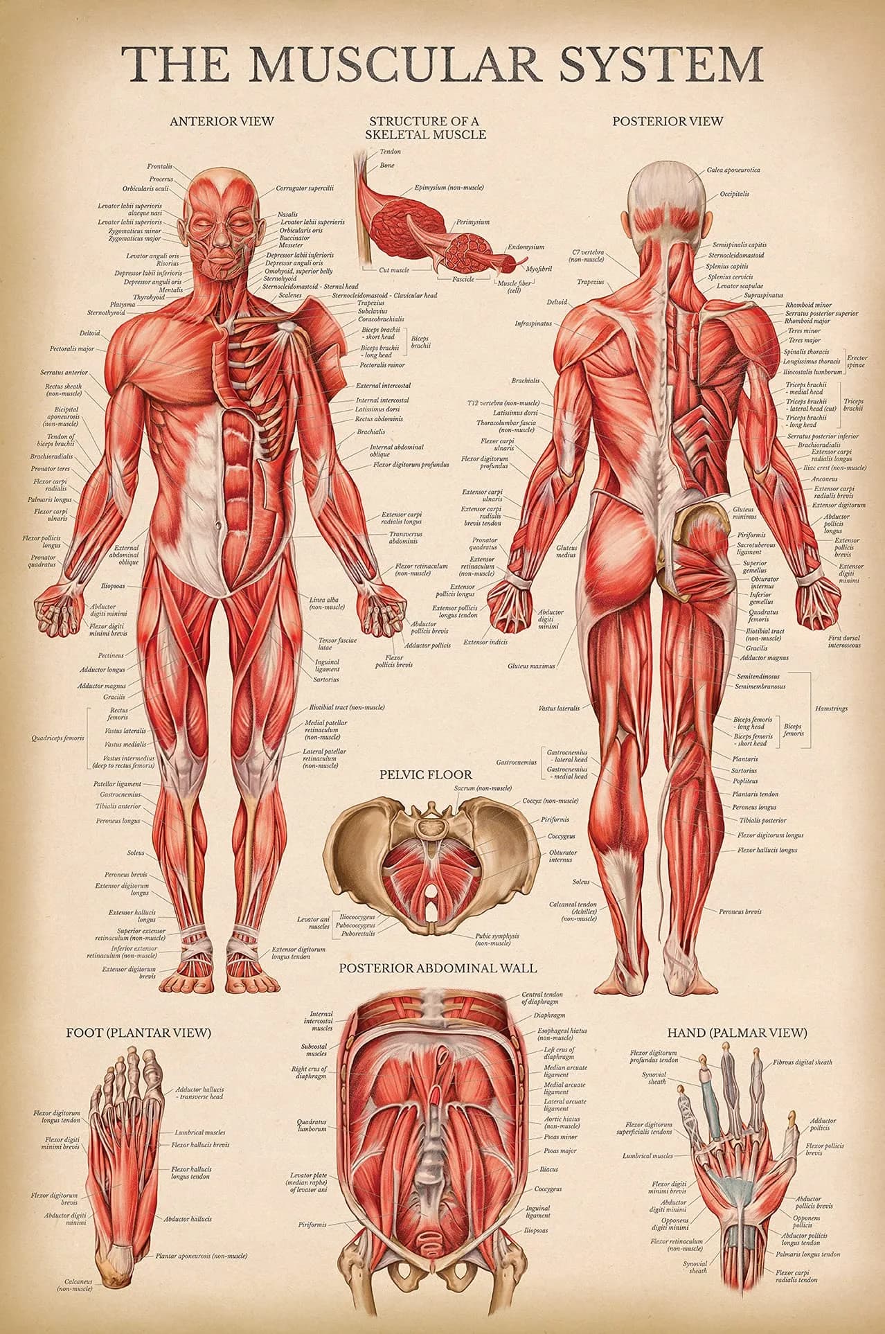 Palace Learning Vintage Muscular System Anatomical Chart - Human Muscle Anatomy Poster 46cm x 61cm (18" x 24") | Laminated Tear-Resistant Educational Display - main product image