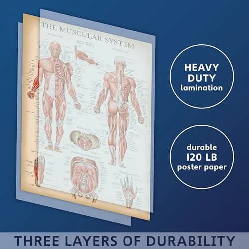 Palace Learning Vintage Muscular System Anatomical Chart - Human Muscle Anatomy Poster 46cm x 61cm (18" x 24") | Laminated Tear-Resistant Educational Display thumbnail 4