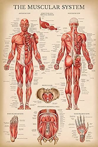 Palace Learning Vintage Muscular System Anatomical Chart - Human Muscle Anatomy Poster 46cm x 61cm (18" x 24") | Laminated Tear-Resistant Educational Display thumbnail 1
