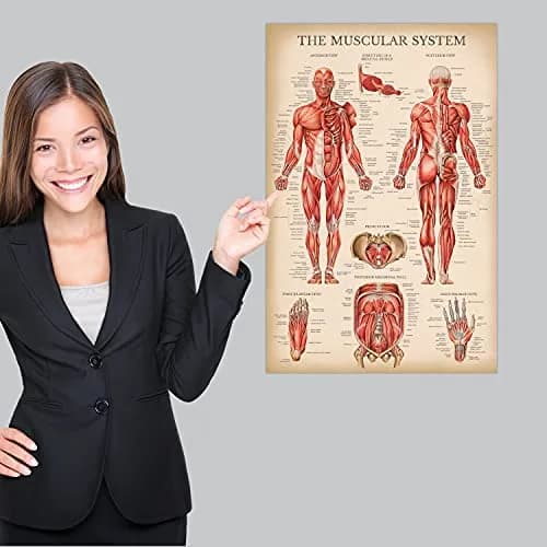 Palace Learning Vintage Muscular System Anatomical Chart - Human Muscle Anatomy Poster 46cm x 61cm (18" x 24") | Laminated Tear-Resistant Educational Display thumbnail 2