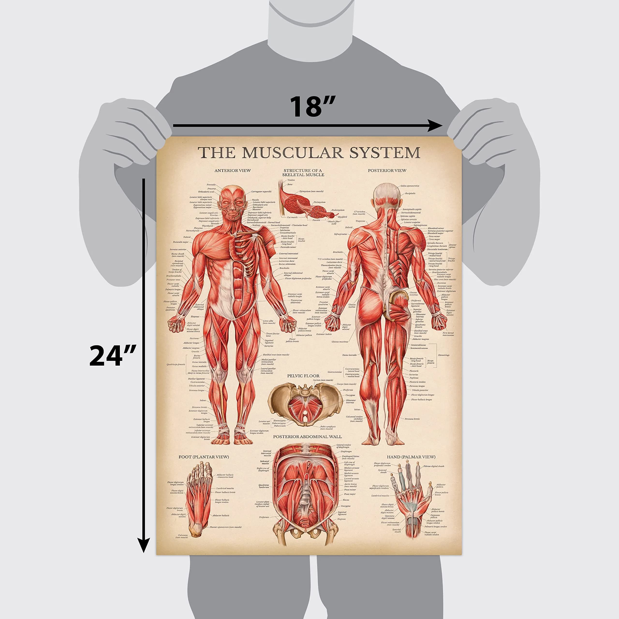 Palace Learning Vintage Muscular System Anatomical Chart - Human Muscle Anatomy Poster 46cm x 61cm (18" x 24") | Laminated Tear-Resistant Educational Display - view 3