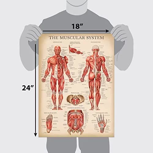 Palace Learning Vintage Muscular System Anatomical Chart - Human Muscle Anatomy Poster 46cm x 61cm (18" x 24") | Laminated Tear-Resistant Educational Display thumbnail 3
