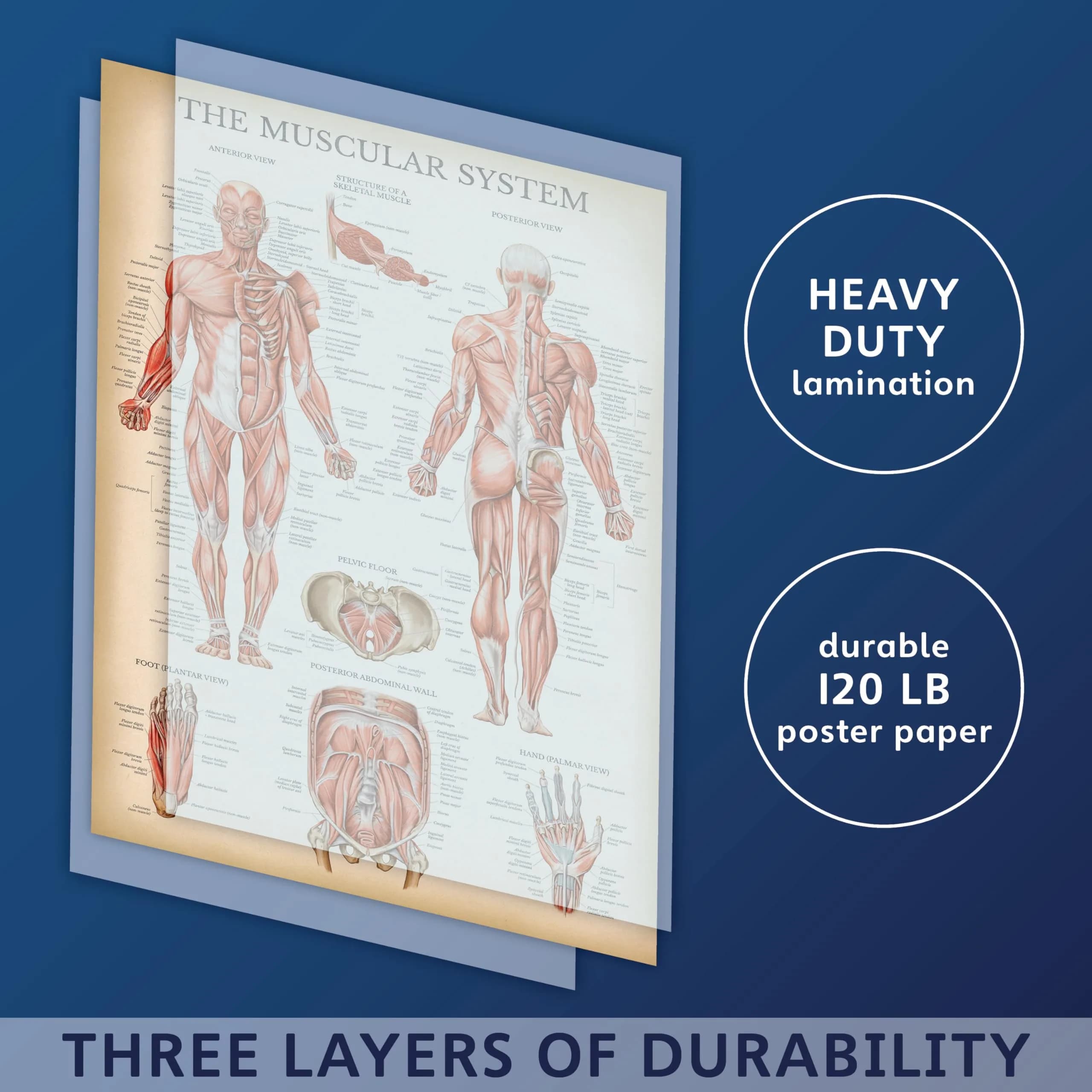 Palace Learning Vintage Muscular System Anatomical Chart - Human Muscle Anatomy Poster 46cm x 61cm (18" x 24") | Laminated Tear-Resistant Educational Display - view 4