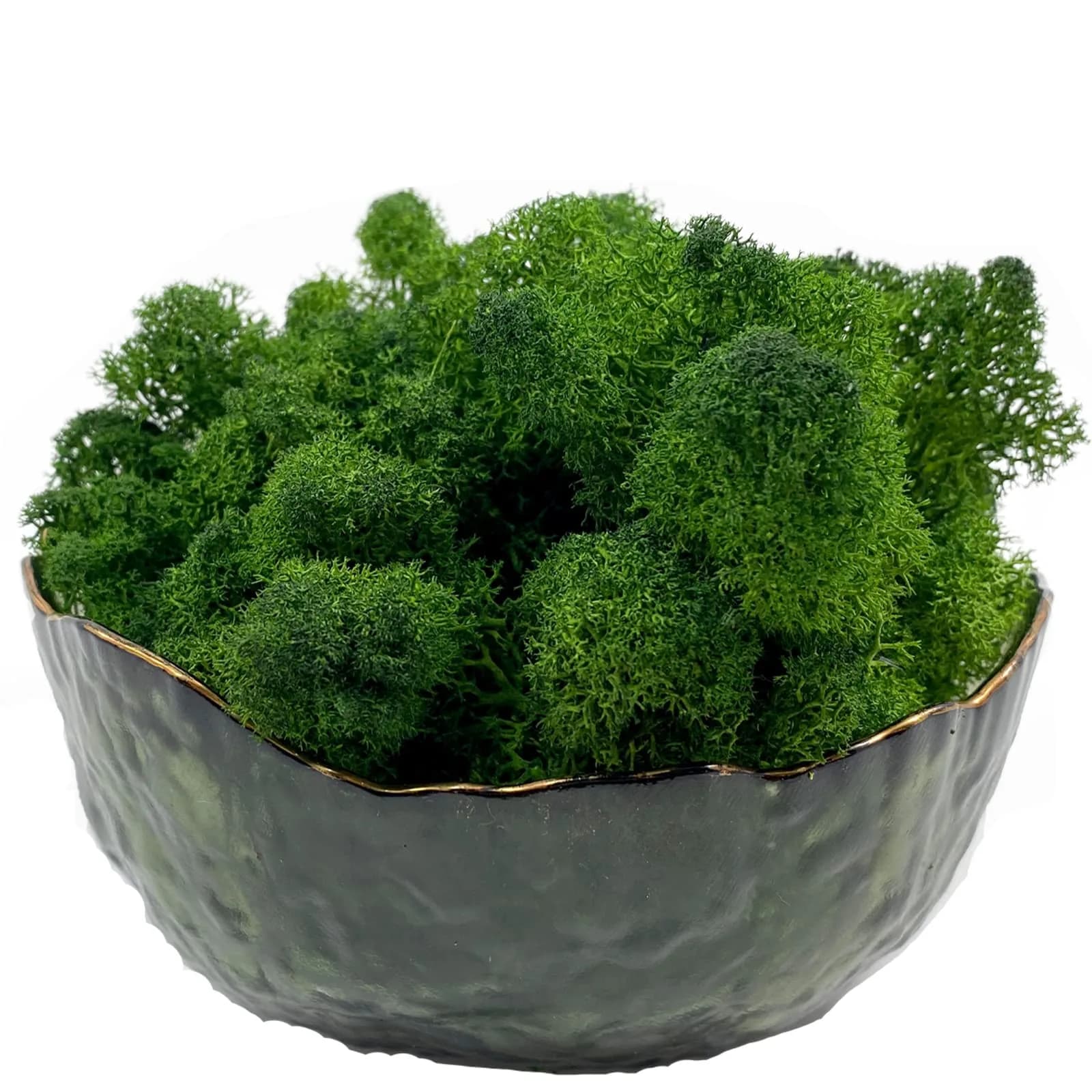 Gusaloo Preserved Moss for Potted Plants 3.5oz | Long-Lasting Green Moss for Craft & Decor - main product image