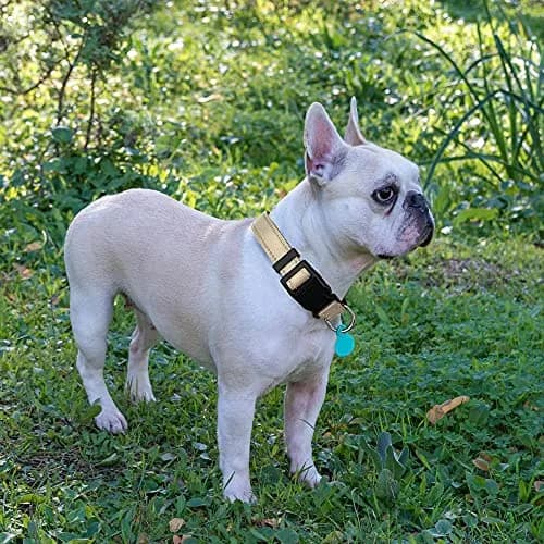 ladoogo Reflective Dog Collar Large Beige | Padded with Soft Neoprene, Breathable & Reflective thumbnail 4