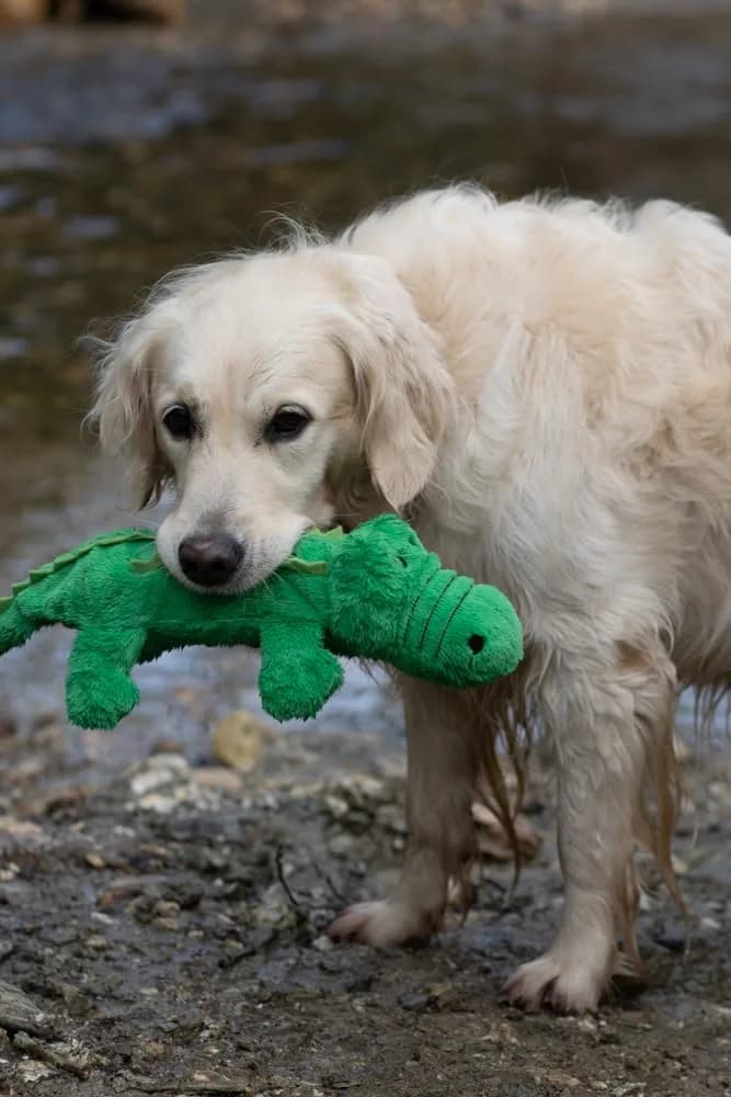 Petface Planet Carlos the Crocodile Eco Friendly Plush Dog Toy 40cm (15.7in) | Recycled Materials & Squeaker - view 5