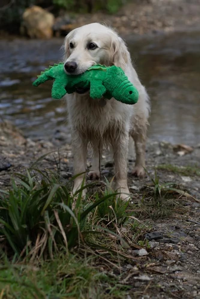Petface Planet Carlos the Crocodile Eco Friendly Plush Dog Toy 40cm (15.7in) | Recycled Materials & Squeaker - view 4