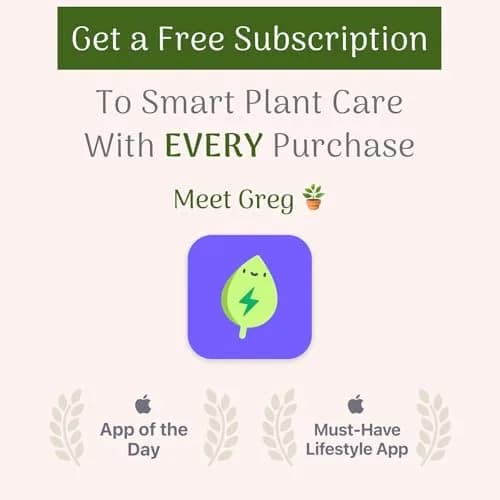 American Plant Exchange Indoor Plant Food Tabs – 2-Pack Organic Fertilizer | Slow Release for Houseplants thumbnail 4